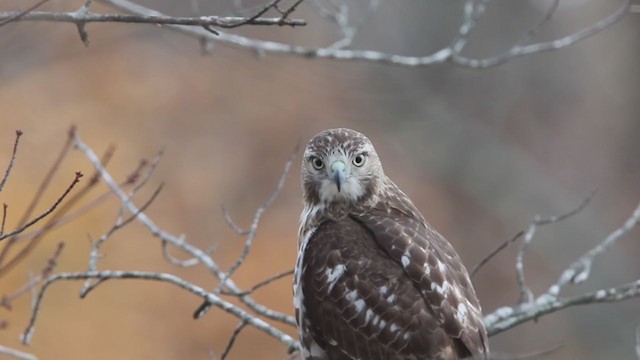 Red-tailed Hawk (borealis) - ML394233951