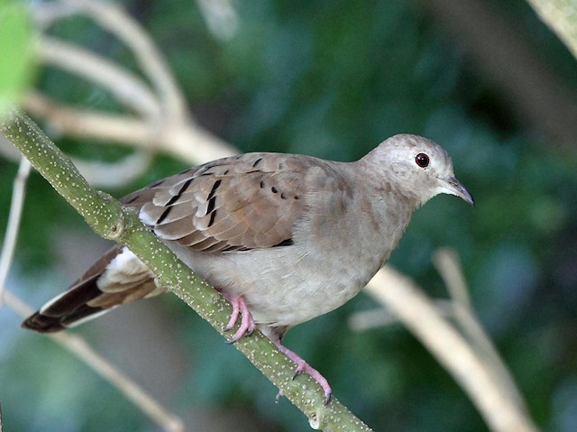 Female - Ruddy Ground Dove - 