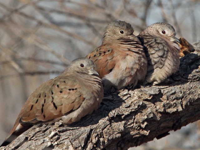 Male and female (with Inca Dove) - Ruddy Ground Dove - 