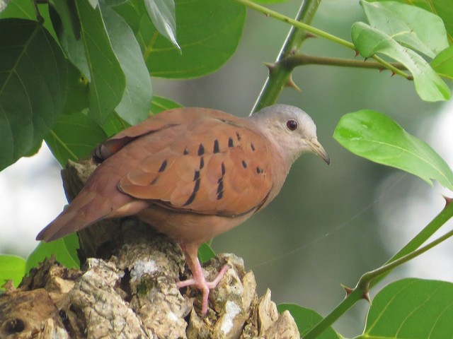 Male - Ruddy Ground Dove - 