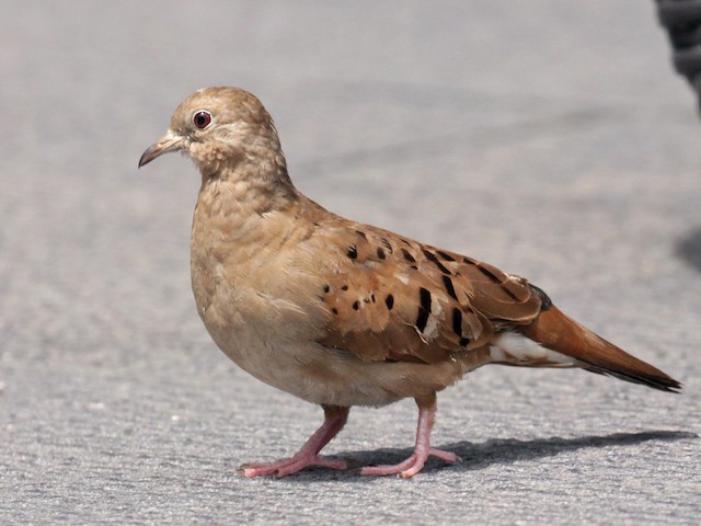 Female - Ruddy Ground Dove - 