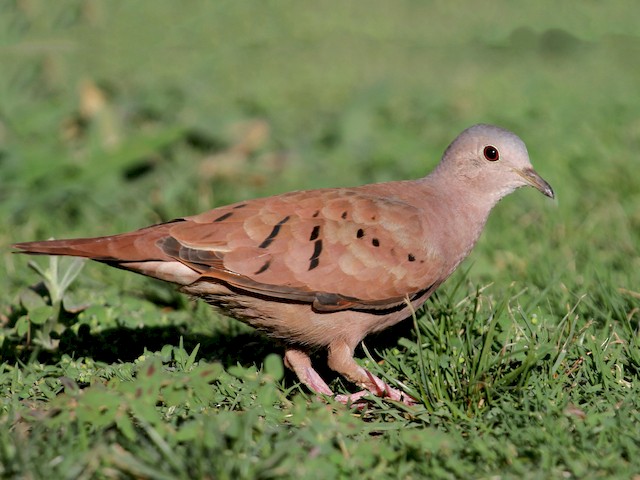 Male - Ruddy Ground Dove - 