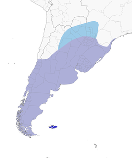 Distribution of the Chimango Caracara - Range Map