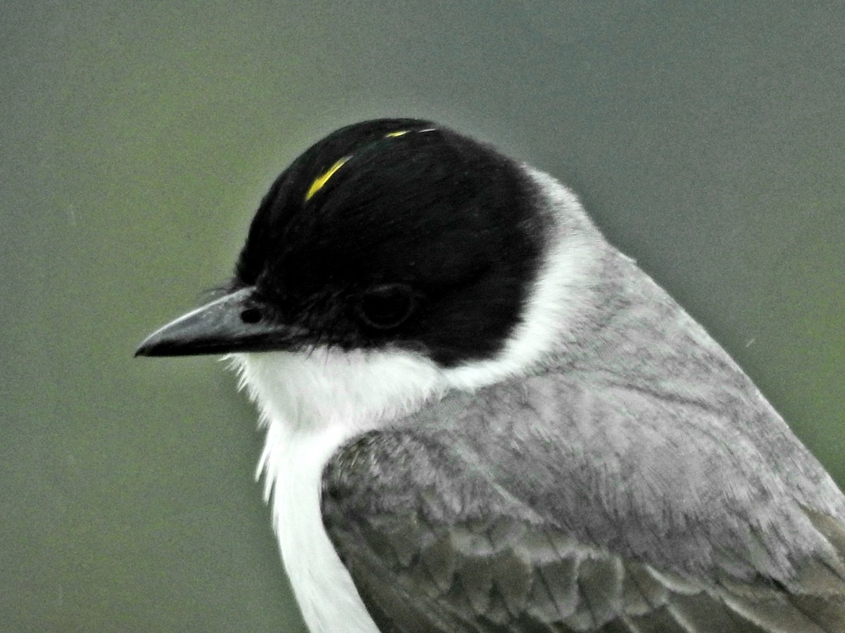 Fork-tailed Flycatcher - Fernando Muñoz