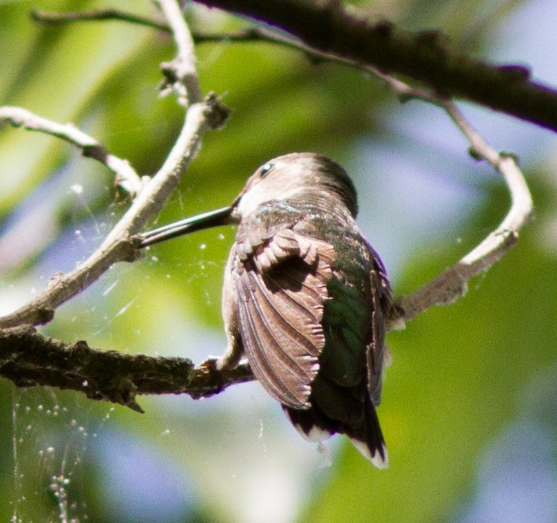 Ruby-throated Hummingbird - ML394242671