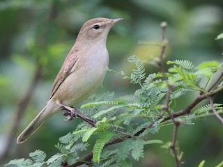 Booted Warbler - Iduna caligata - Birds of the World
