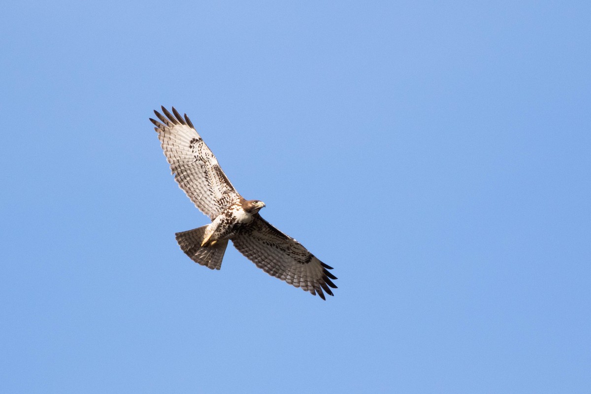 Red-tailed Hawk (umbrinus) - ML394248171