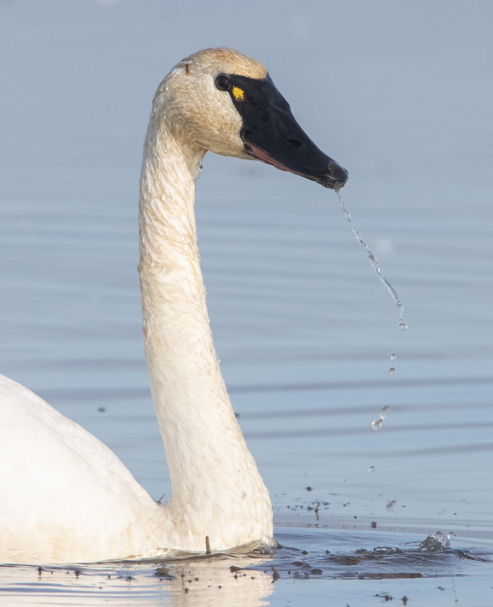 Tundra Swan (Whistling) - ML394249651
