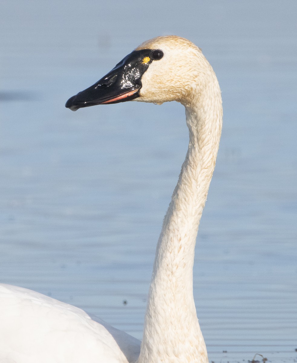 Tundra Swan (Whistling) - ML394249661