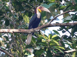  - Wreathed Hornbill