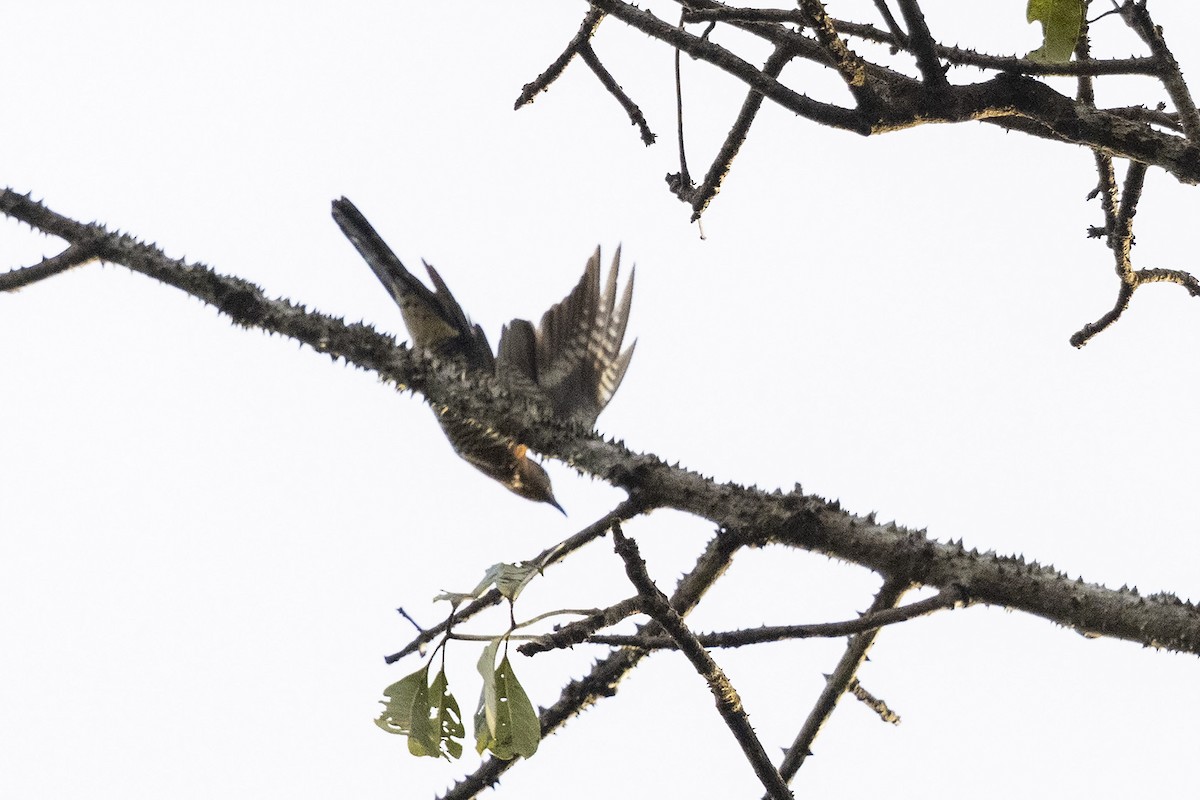 Black Cuckoo (Rufous-throated) - ML394251851