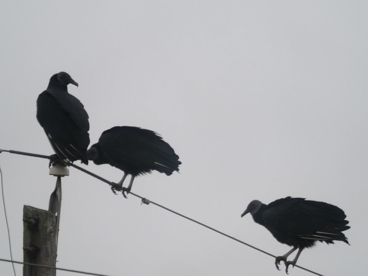 Black Vulture - Kevin Wistrom