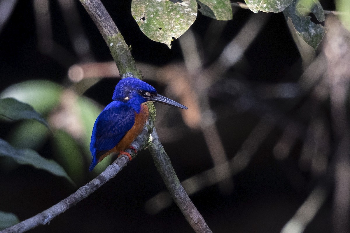 Shining-blue Kingfisher - Niall D Perrins