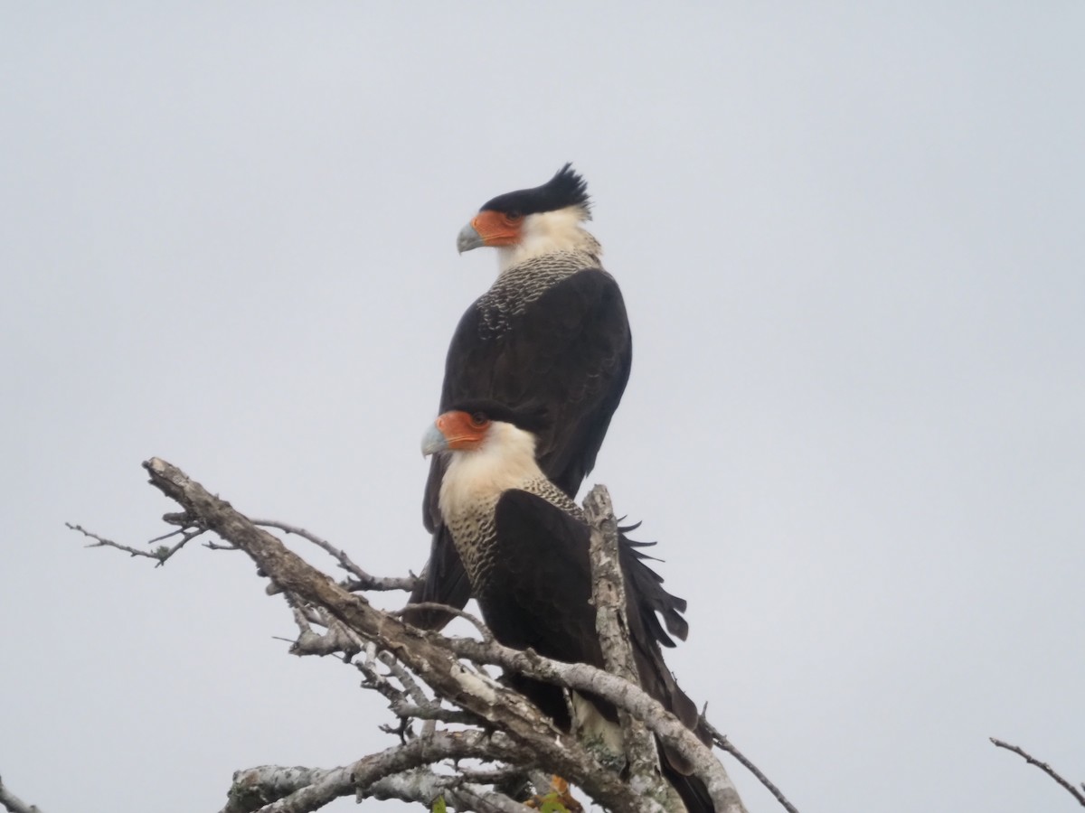 Crested Caracara - Kevin Wistrom