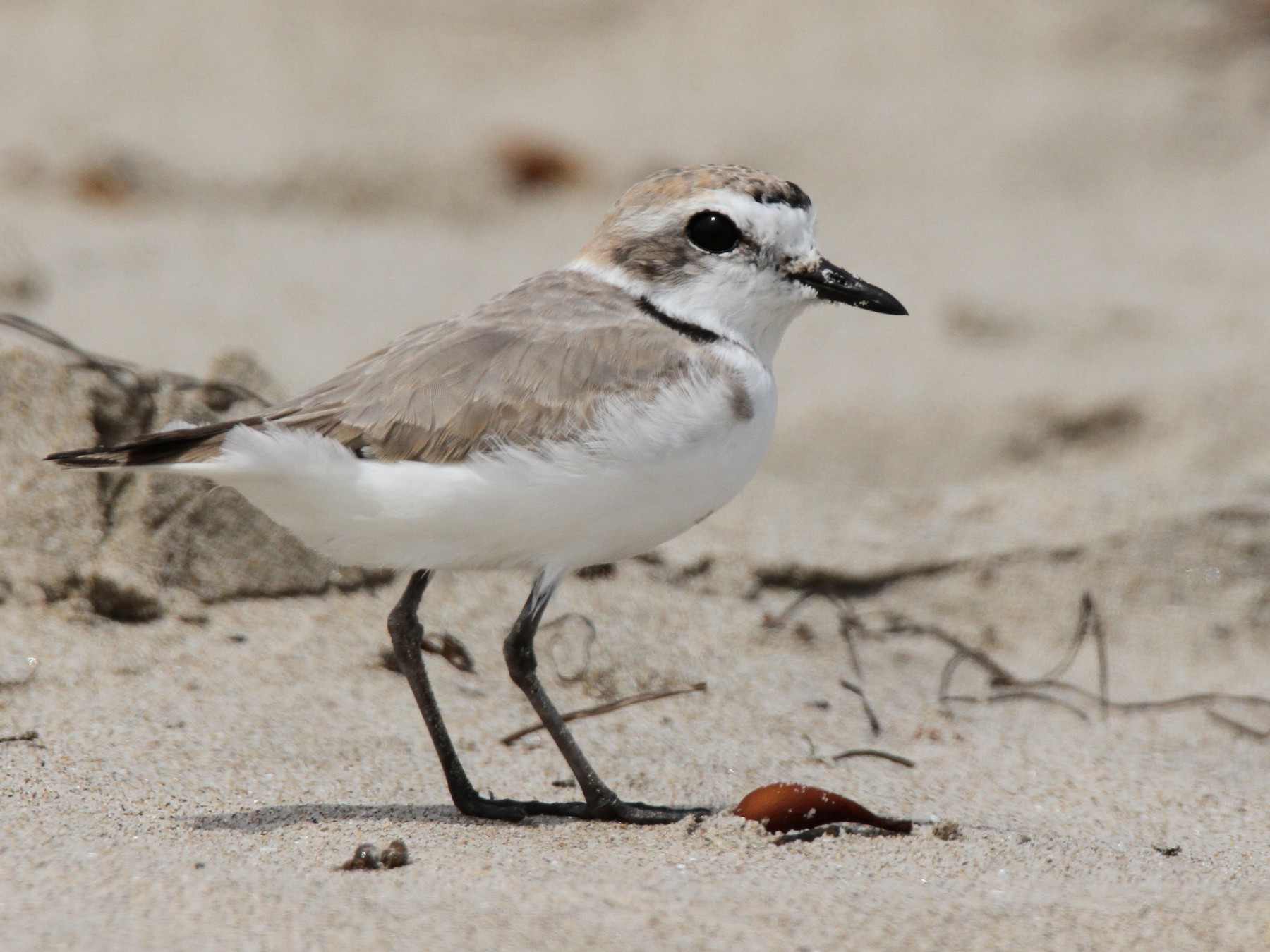 Snowy Plover - Anonymous