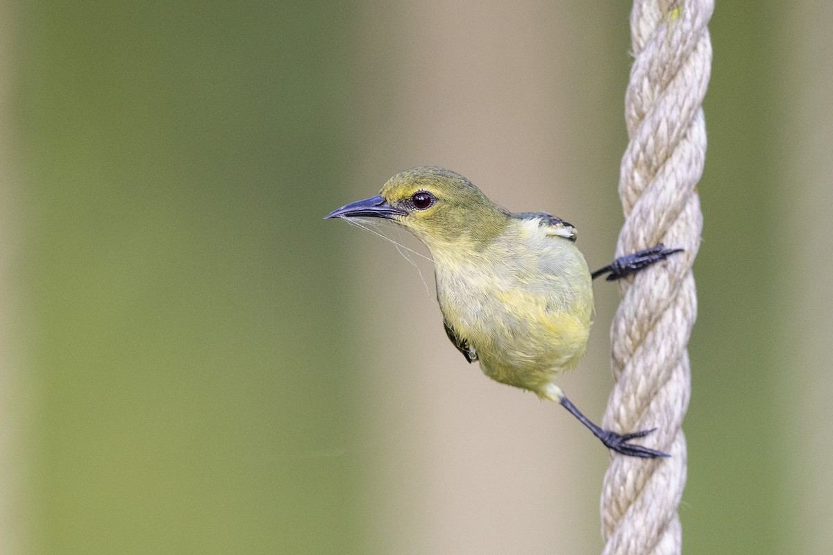 Green Sunbird (Yellow-throated) - ML394260161