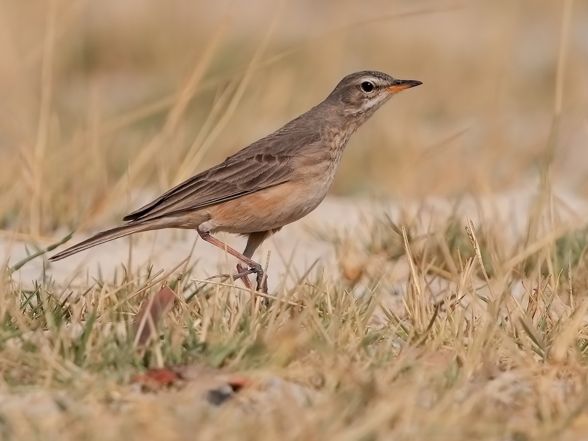 African Pipit - Anthus cinnamomeus - Birds of the World