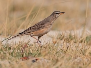  - African Pipit