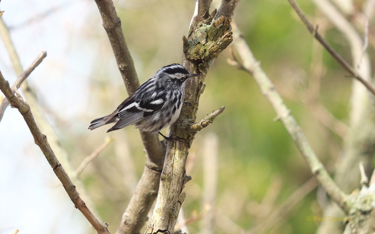 Black-and-white Warbler - ML39426171