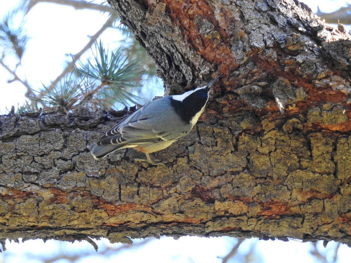White-breasted Nuthatch - ML394264471