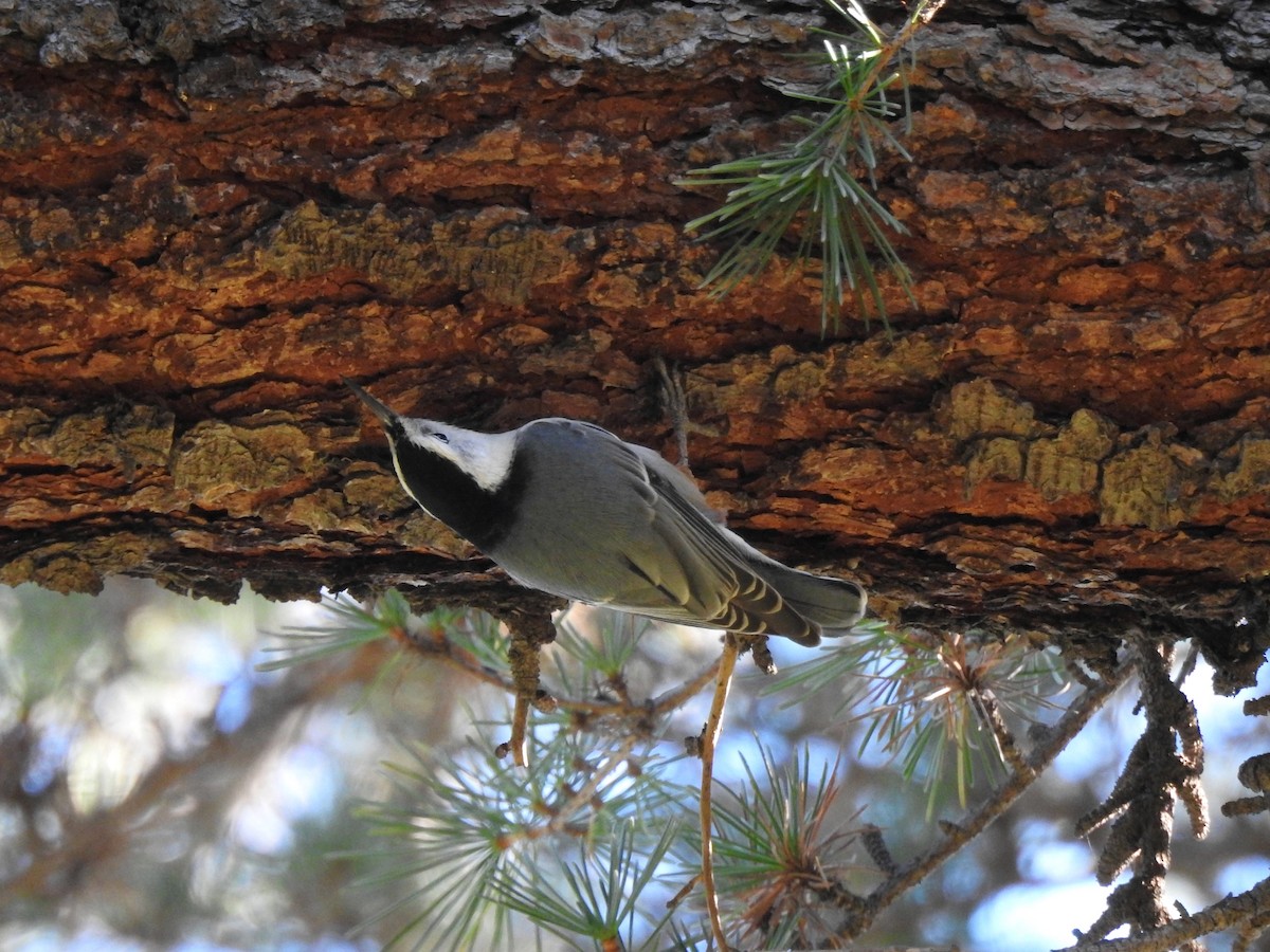 White-breasted Nuthatch - ML394264481