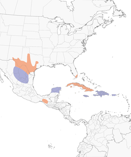 Distribution of the Cave Swallow - Range Map