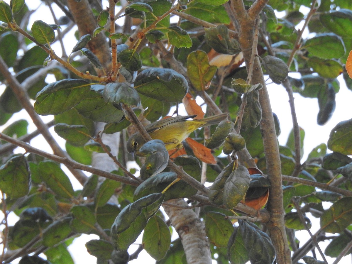 Orange-crowned Warbler - ML394269811