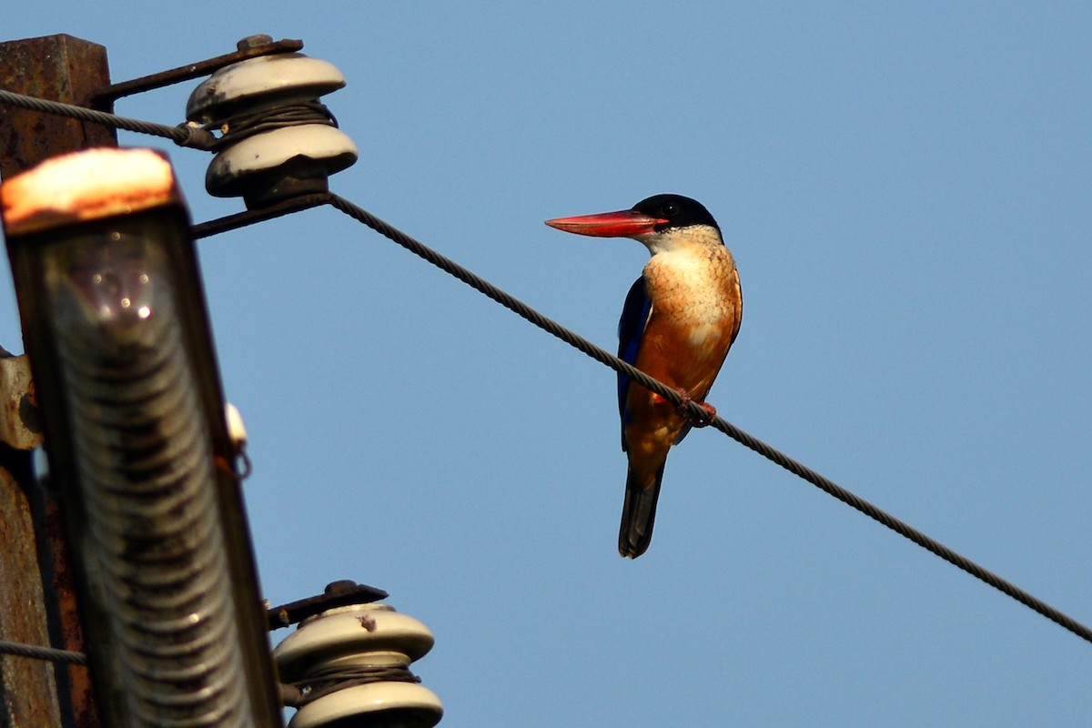 Black-capped Kingfisher - Ajoy Kumar Dawn