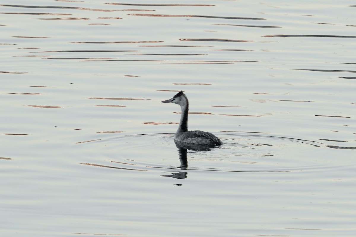 Great Crested Grebe - ML394282881
