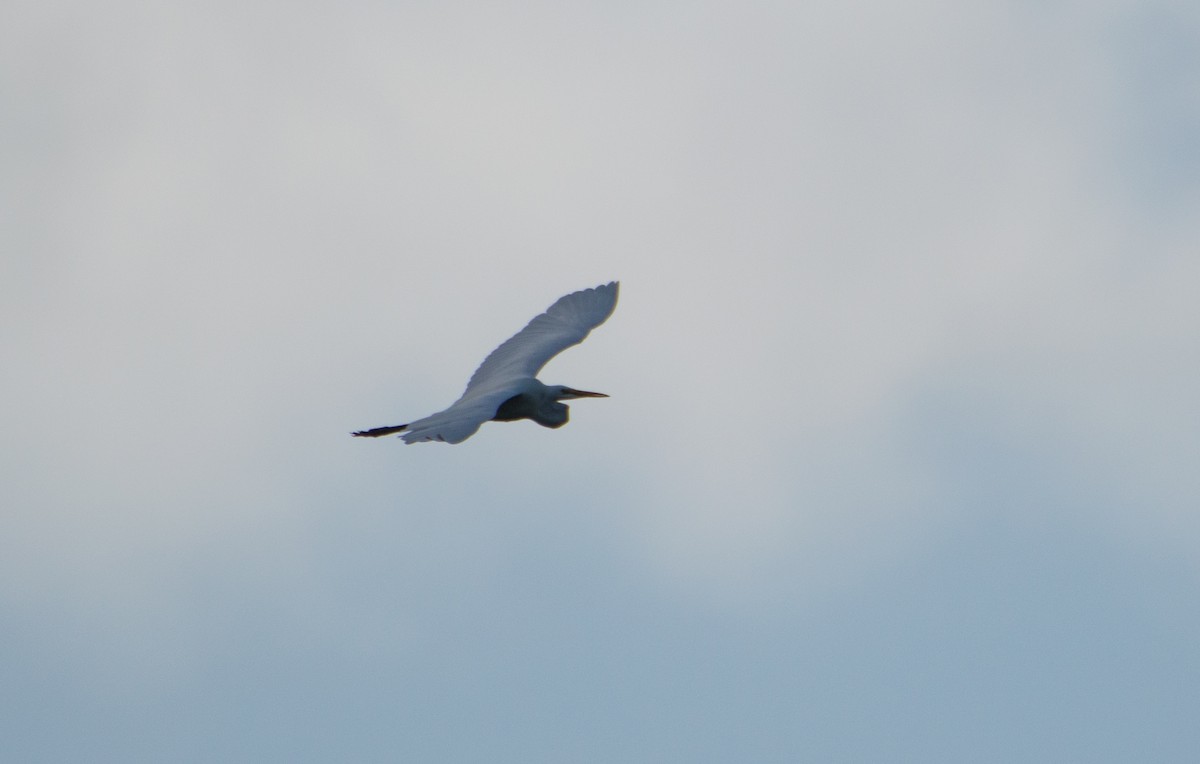 Great Egret - Trenton Voytko