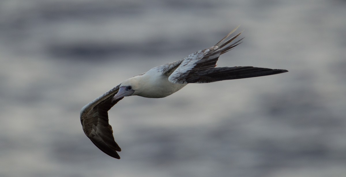Red-footed Booby - Trenton Voytko