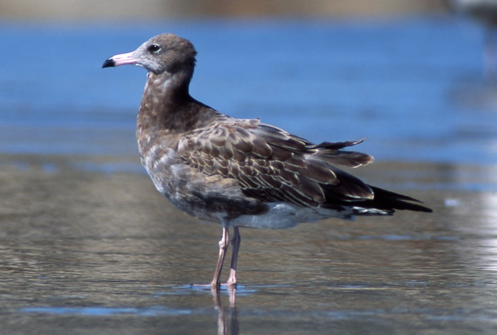 Black-tailed Gull - ML394291241