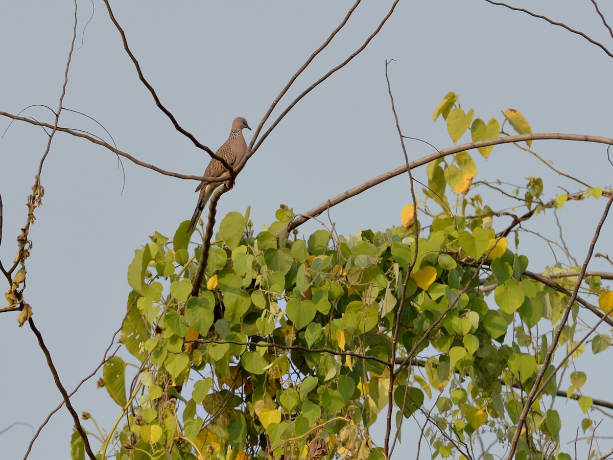 Spotted Dove - ML394294551