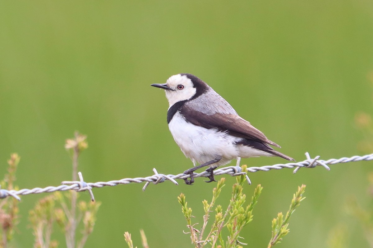 White-fronted Chat - ML394296531