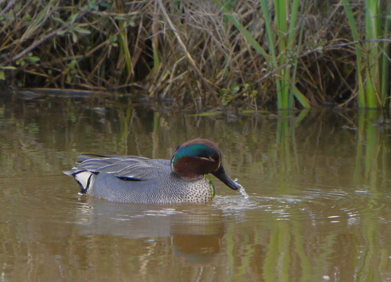 Green-winged Teal - ML394296841