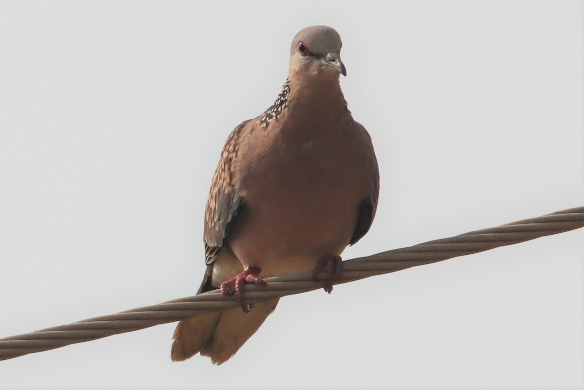 Spotted Dove - ML394297441