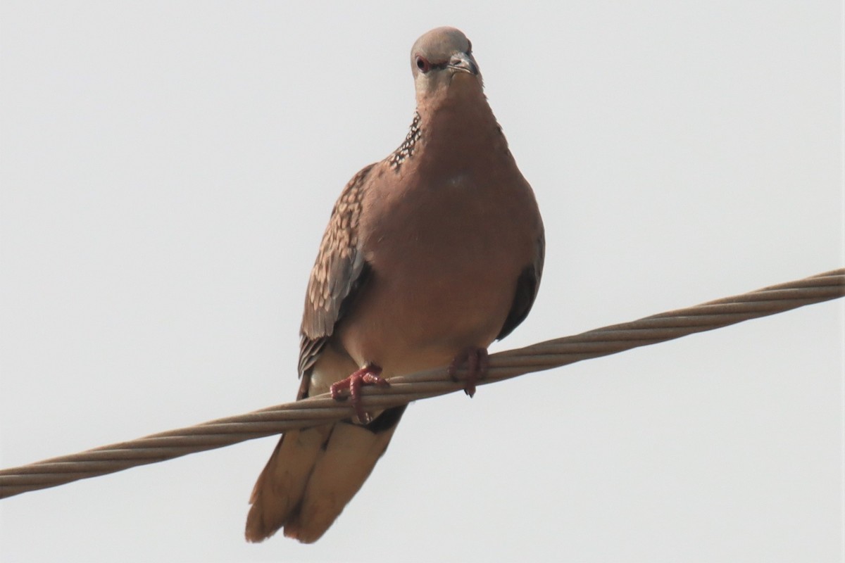 Spotted Dove - ML394297451