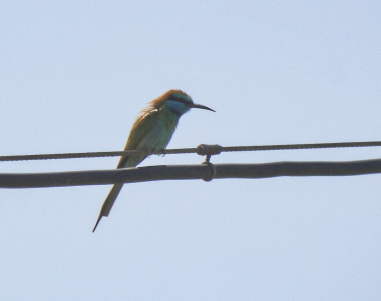 Arabian Green Bee-eater - ML394298261
