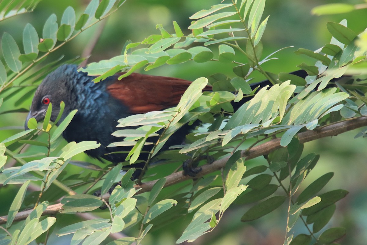 Greater Coucal - ML394299741