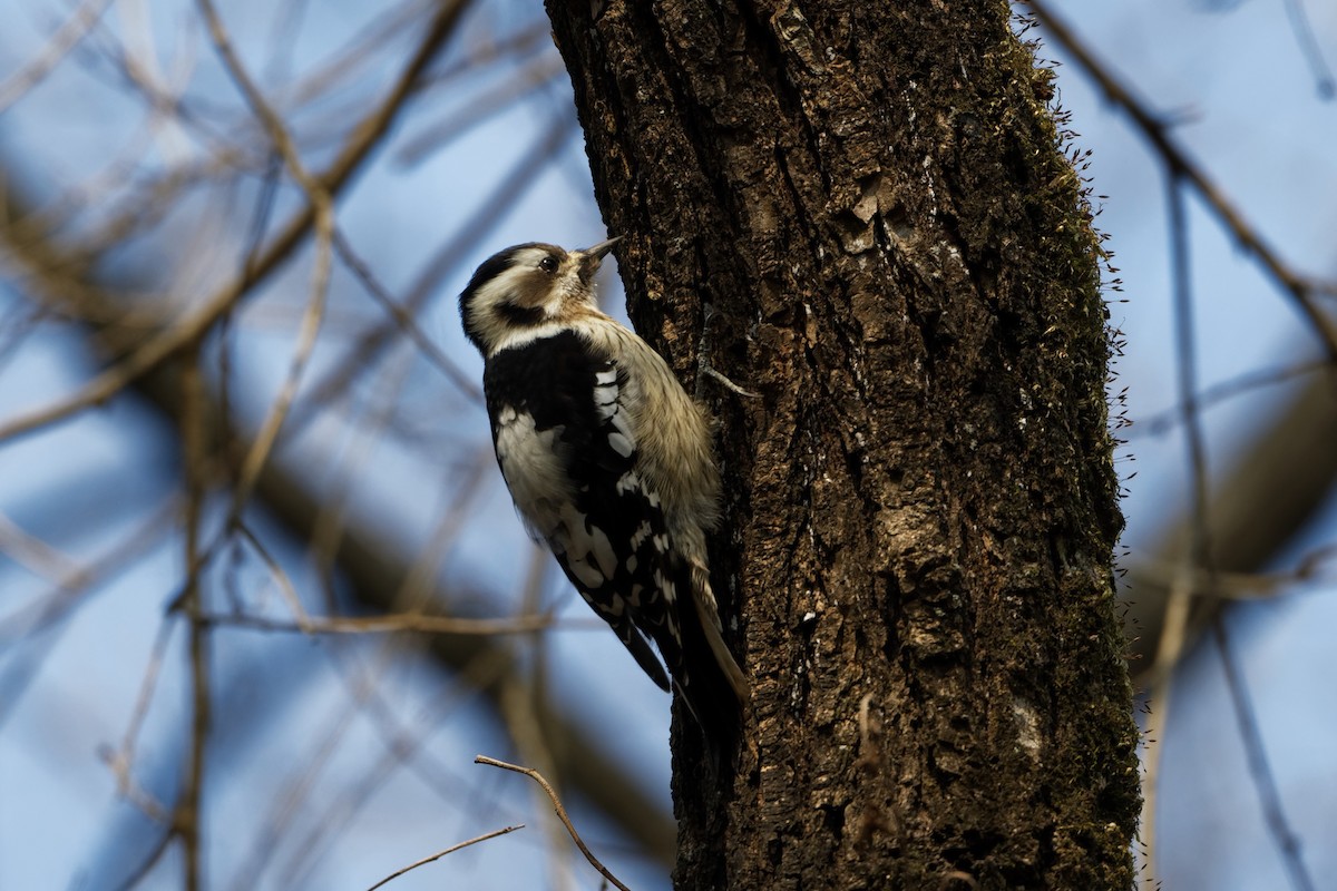 Gray-capped Pygmy Woodpecker - Robert Cousins