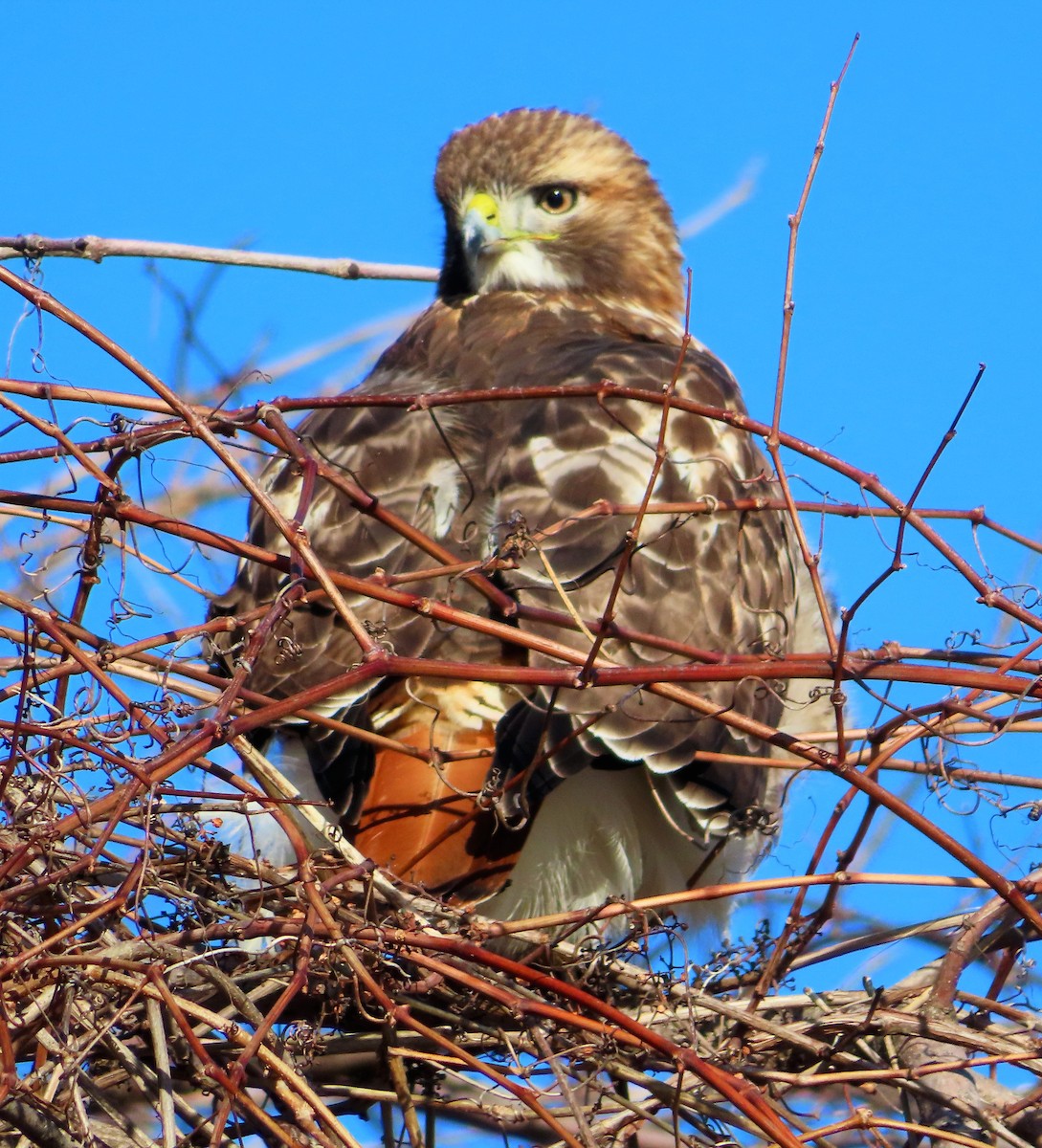 Red-tailed Hawk - ML394300821