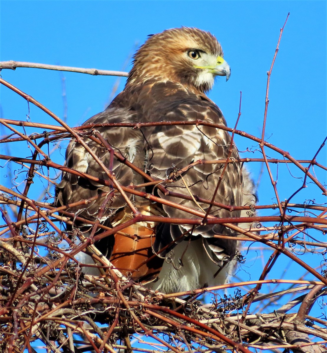 Red-tailed Hawk - ML394300841