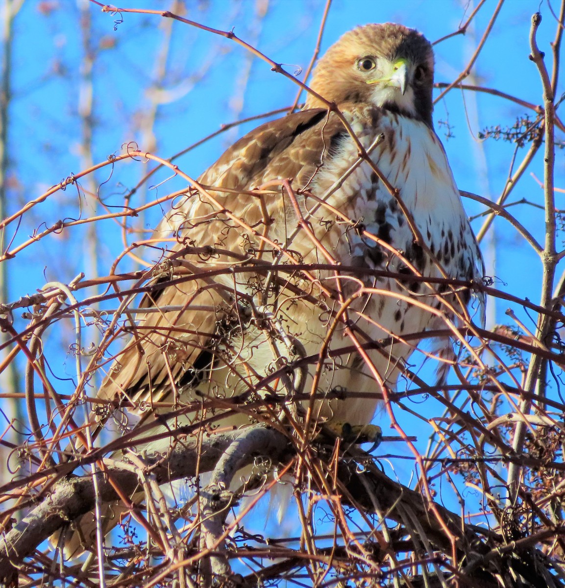 Red-tailed Hawk - ML394300851