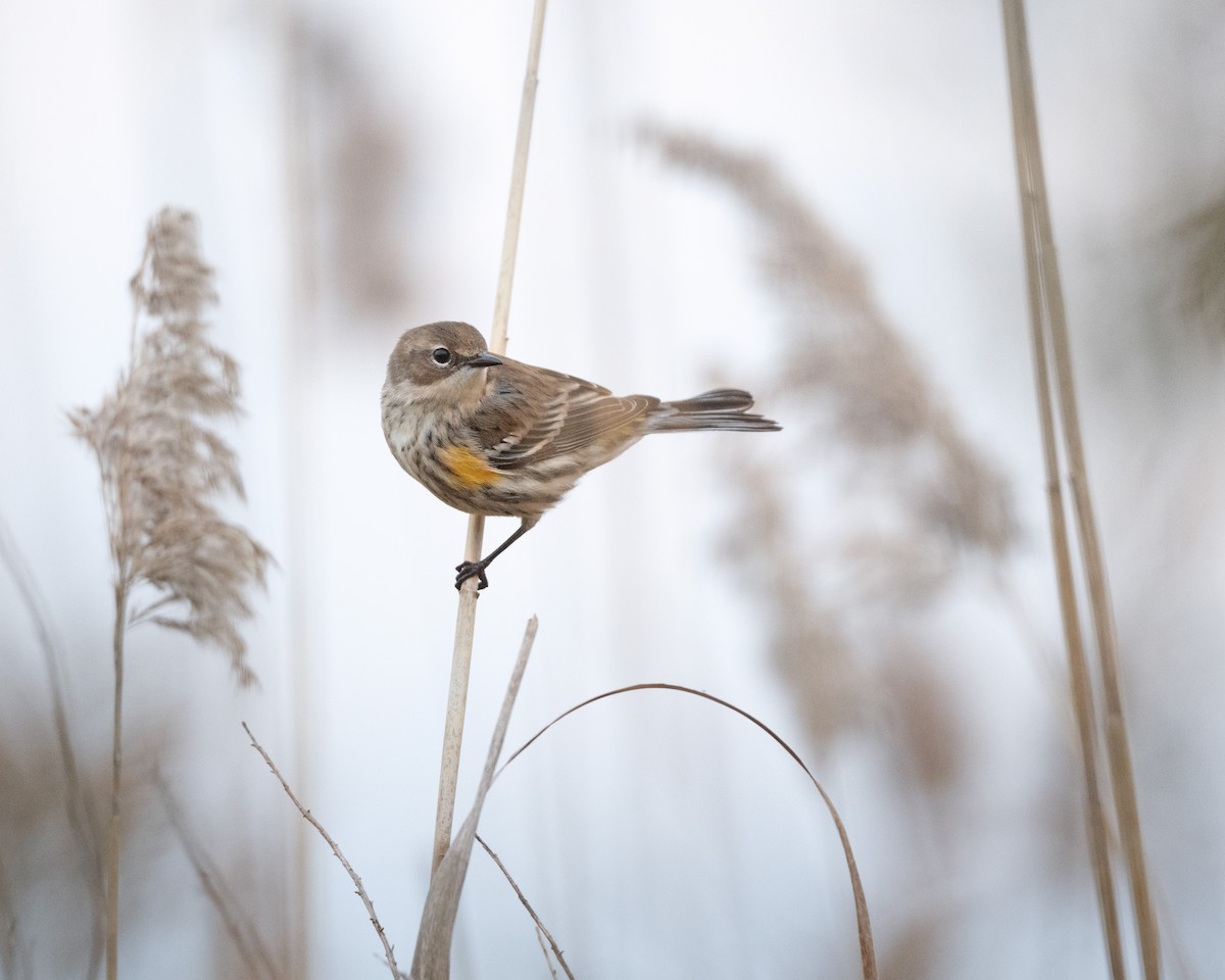 Yellow-rumped Warbler - Shayna Marchese