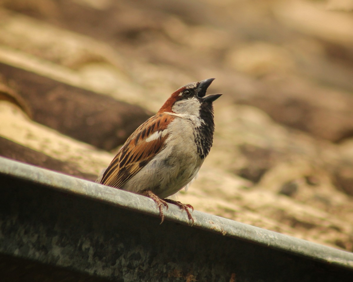 House Sparrow - Guillermo Andreo