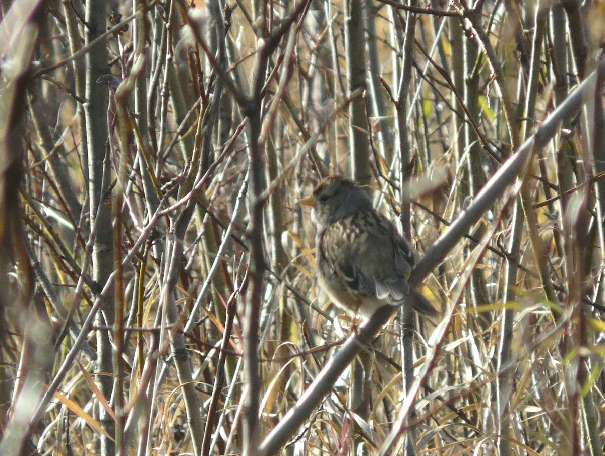 White-crowned Sparrow - ML39431051