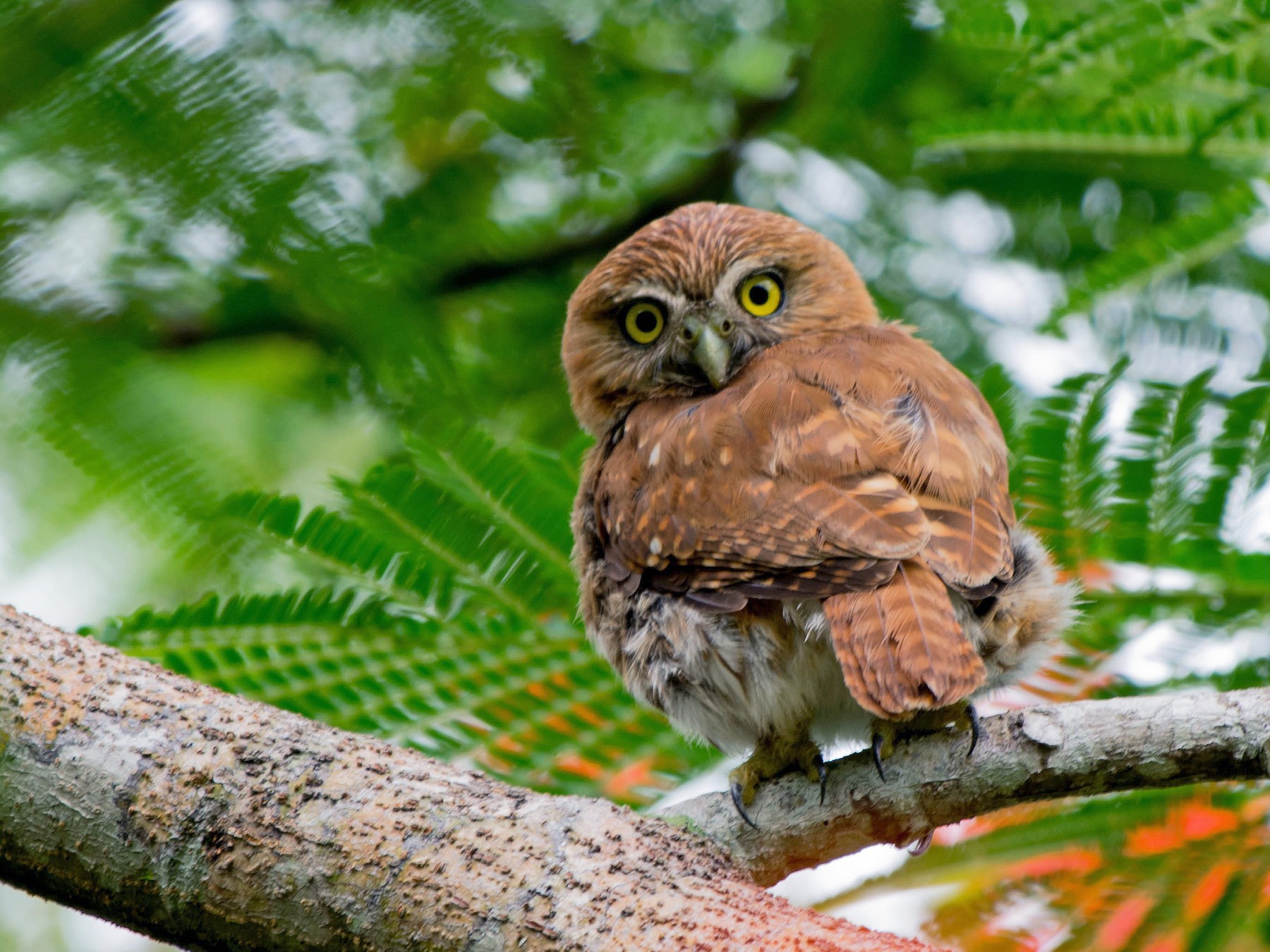 Ferruginous Pygmy Owl eBird