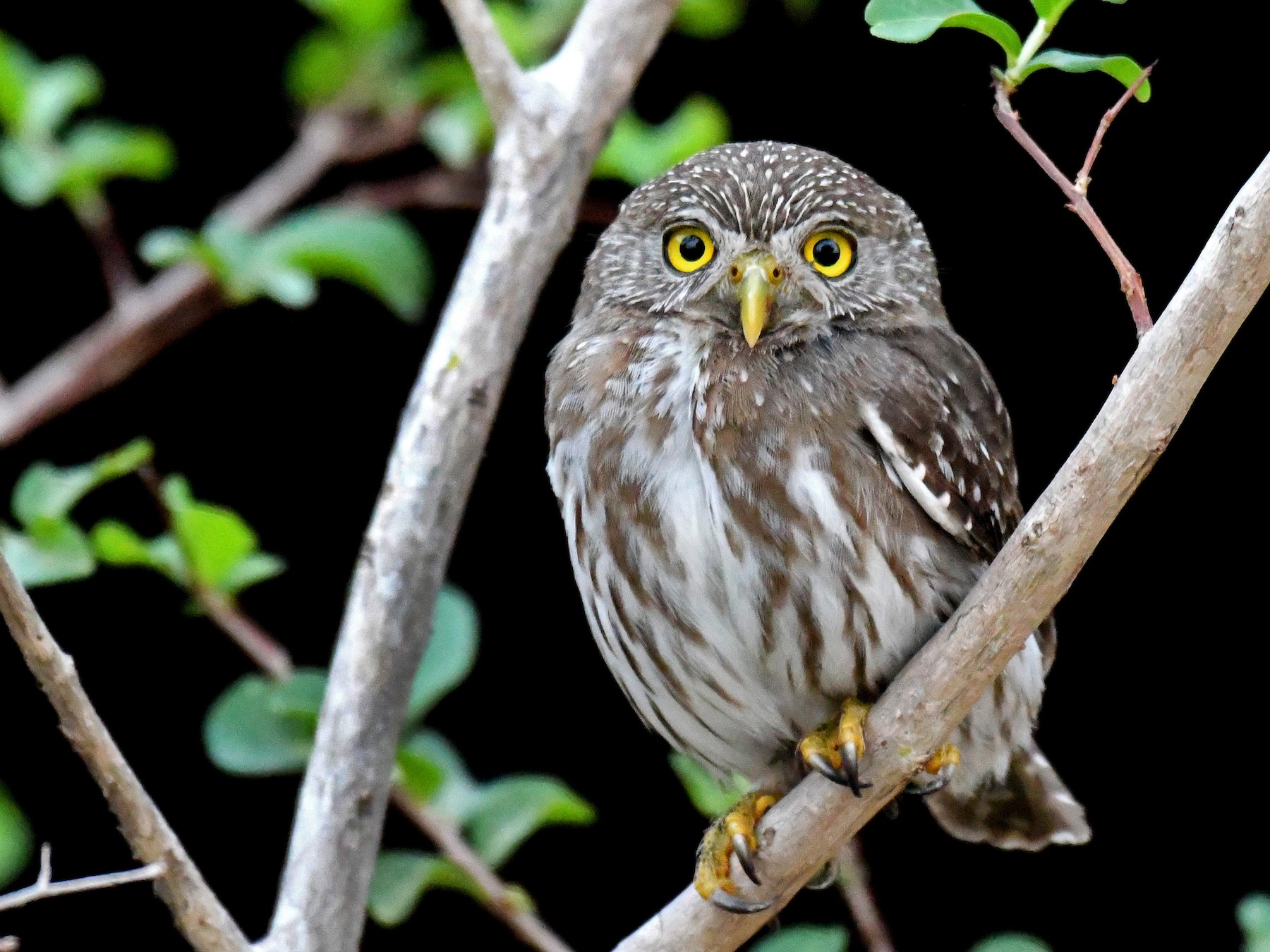 Ferruginous Pygmy Owl Ebird