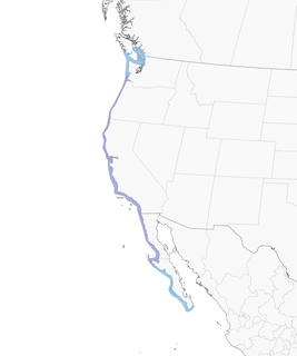 Distribution of the Western Gull - Range Map