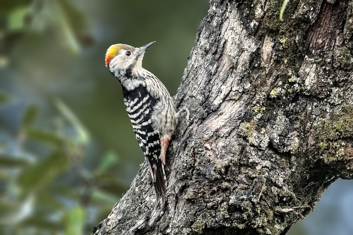 Brown-fronted Woodpecker - Parmil Kumar
